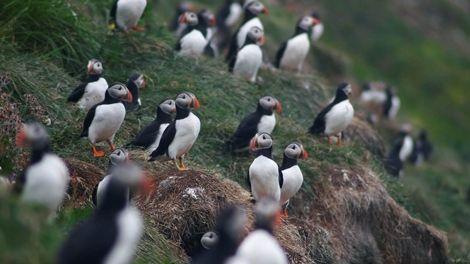 Puffins in Iceland