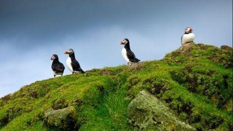Puffins on our Faroe Islands and Iceland Break
