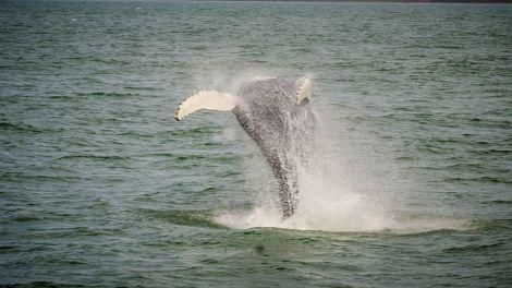 Whale Watching in Iceland
